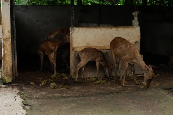 Çiftlikte bir keçi sürüsü