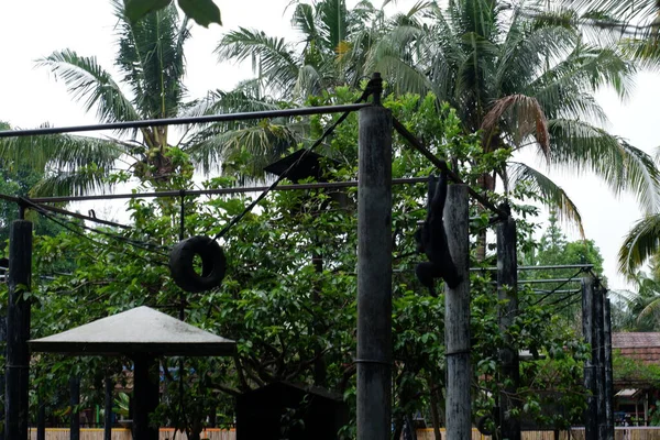 Siyah arka planı olan güzel bir ağacın dikey görüntüsü.