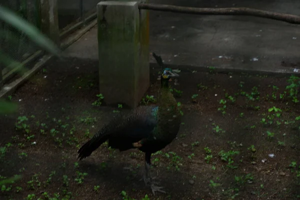 Hayvanat bahçesinde bir kuş