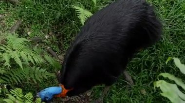 Mavi boynu ve turuncu boynuyla yemyeşil yağmur ormanlarında yiyecek arayan güney cassowary 'si.