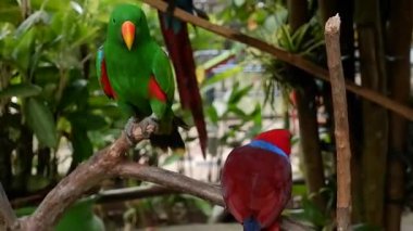 İki eklektus papağanı, bir yeşil erkek ve bir kırmızı dişi, yemyeşil tropikal yapraklara tünemiş.