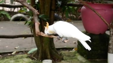 Açık hava koruma ortamındaki bir dalın üzerine sarı bir arma konmuş beyaz bir papağan.