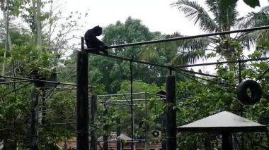 İki primat, bir karanlık şempanze ve bir açık hava koruma yapısının içinde etkileşim halindedirler.