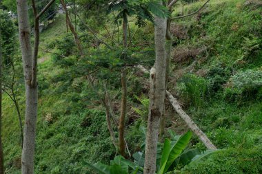 Ormanda yeşil ağaçlar