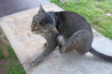 Kedi yerde oturuyor.