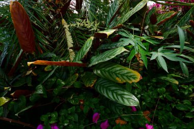 Bahçedeki güzel çiçekler