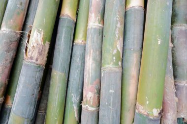 Bambu dokusu arka planı. Yeşil çimenler. Bambu arka planı.