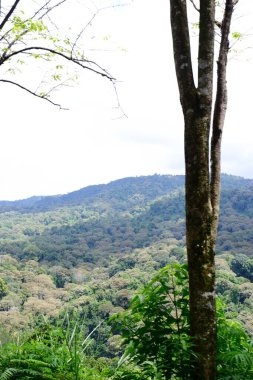 Ormandaki tropikal orman