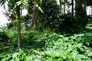 Ormandaki yeşil ağaçların fidanlığı