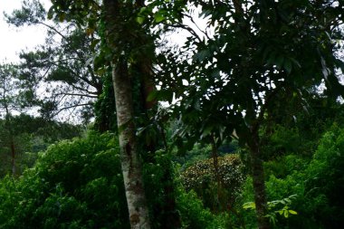 Sabah yeşil ormanda.