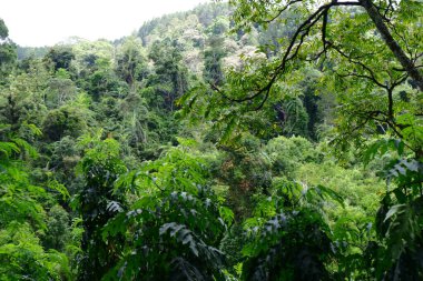 Ormandaki güzel tropikal yağmur ormanları