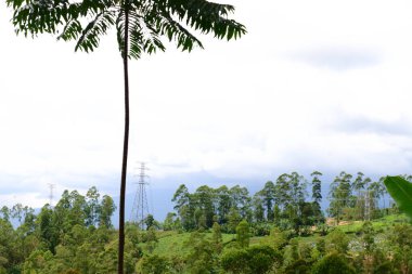 Brezilya 'daki güzel manzara ve orman manzarası