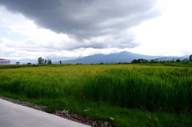 Yeşil pirinç tarlası ve arkasında bulutlar olan mavi gökyüzü.