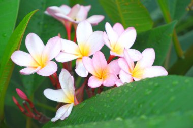 Doğada Plumeria çiçek
