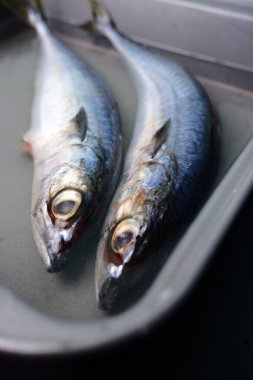 Pazardaki balıklara yaklaş.