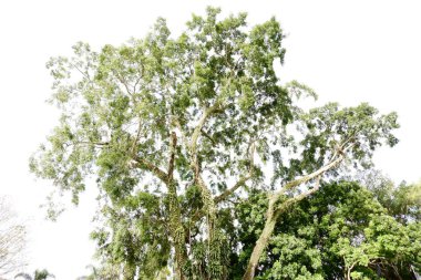 Ormanda yeşil yapraklar