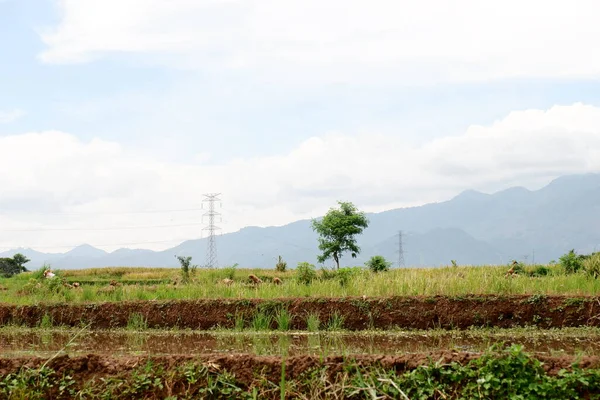 Dağlarda pirinç tarlası