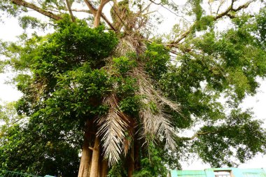 Parktaki büyük ağaç.