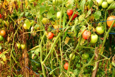 Bahçedeki olgun ve olgunlaşmamış domatesler.