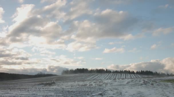 Az első hó vihar a fenyőfák, a zöld, sima hóval borított területen ing. — Stock videók