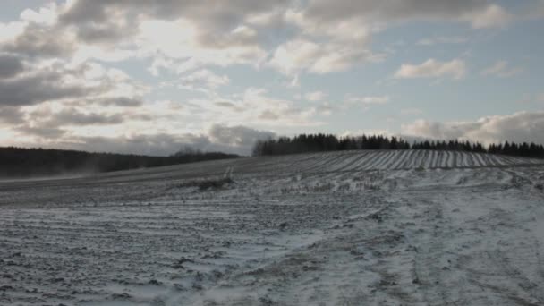 Skjorta den första snöstormen i tallarna på gröna, slät snötäckt fält. — Stockvideo