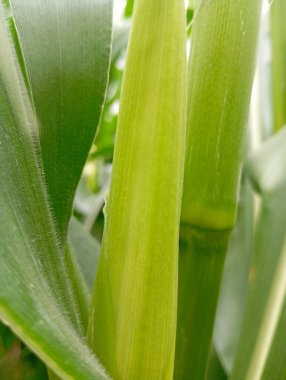 Canlı yeşil mısır sapı. Yakın planda sağlıklı yaprakları var.