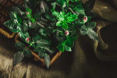 Hasır sepet ve keten kumaş çalı gülleri