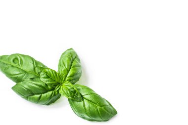 Beyaz arkaplanda taze fesleğen yaprakları ve metin için yer var. Baharatlı arka plan.