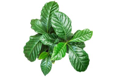 Beyaz arka planda kahve bitkisi