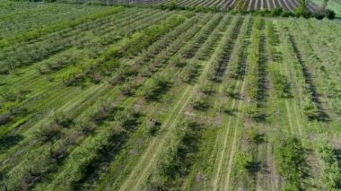 Elma bahçesi güneşli bir bahar gününde İHA 'dan