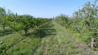 Güneşli bir bahar gününde beyaz çiçeklerle açan elma bahçesi.