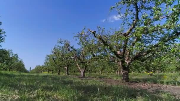 Fila de jardín de manzanos en una vista soleada del día de primavera desde el dron — Vídeo de stock