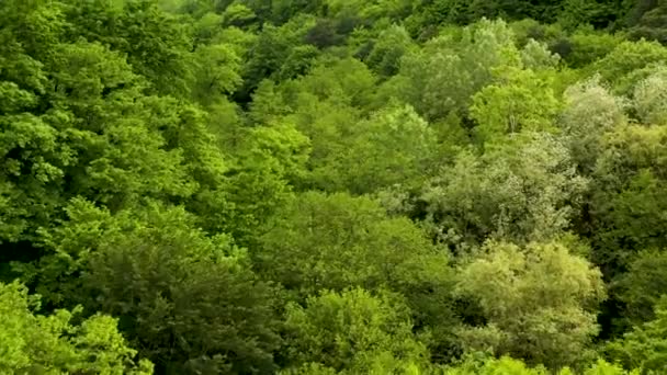 Vista aerea della foresta verde primaverile la mattina presto. Volare su alberi verdi — Video Stock