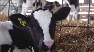 İnek çiftliğinde ağılda yeni doğmuş bir buzağı.