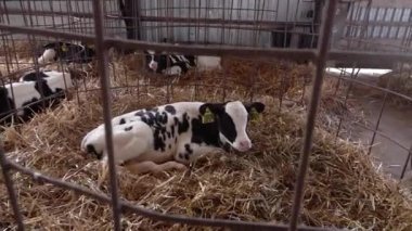 Genç bir buzağı, süt ve et üretimi için modern bir süt çiftliğinde samanlıkta yatıyor.