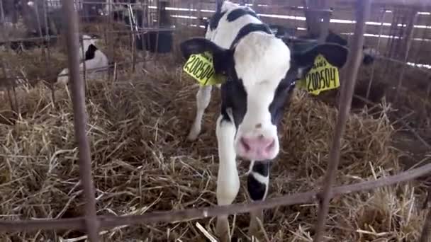 Теленок в сарае на молочной ферме. Разведение крупного рогатого скота для производства молока и молочных продуктов — стоковое видео