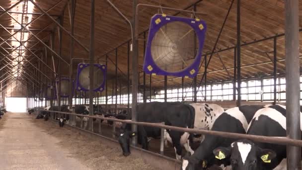 Grote koeien eten hooi op een moderne, ruime melkboerderij met ventilatie — Stockvideo