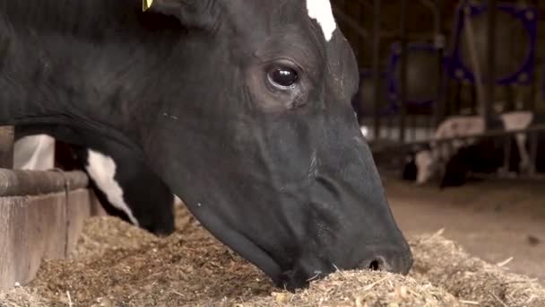 Корови в ручці їдять сіно. Сучасна вентильована ферма . — стокове відео
