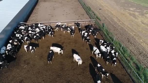 Стадо коров в ручке на современной ферме с воздуха — стоковое видео