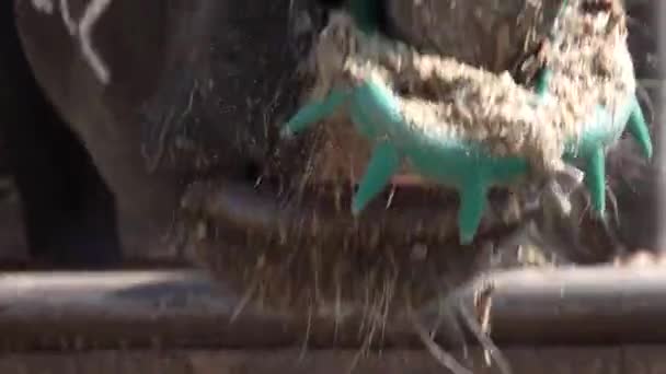 A bull rakes oats in a paddock on a modern farm — Stock Video