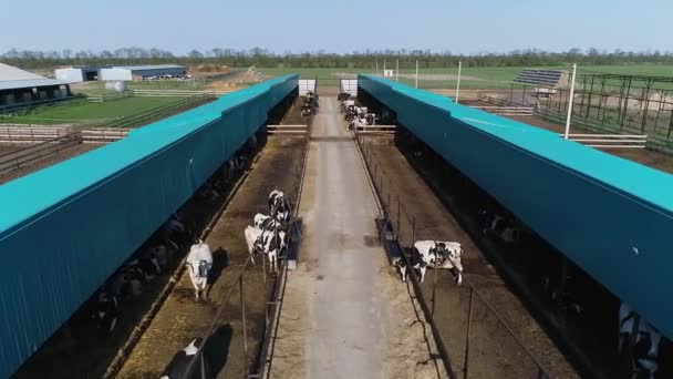 Stádo krav v ohradě na moderní farmě — Stock video