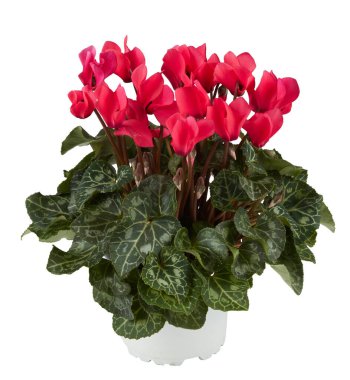 Bir saksıdaki parlak kırmızı çiçek bitkisi kesme yolu ile izole edilmiş beyaz arkaplan