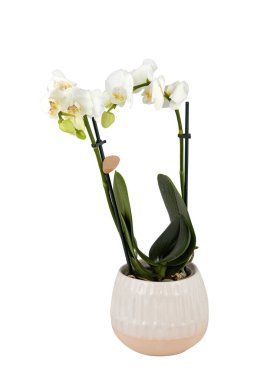 Asılı kaptaki beyaz orkide bitkisi kırpma yolu ile izole edilmiş beyaz arkaplanı keser