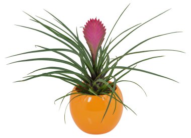 Tenceredeki pembe ananas bitkisi kesme yolu ile izole edilmiş beyaz arkaplan