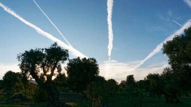 Airplane Contrails Over Olive Grove in Evening Light