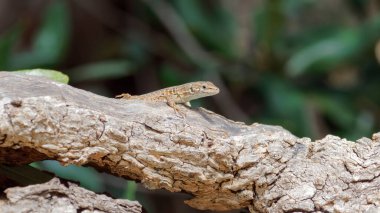 Küçük Kahverengi Kertenkele Sert Ağaç Dalında Dinleniyor Doğal Açık Hava Ayarları, Güneş Işığı ve Yaprakları