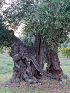 Akdeniz manzarasında yamuk gövdeli antik zeytin ağacı