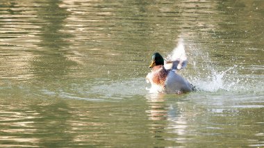 Benekli Sabah Işığının Altındaki Sakin Göle Atlayan Mallard Ördeği