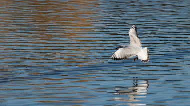 Havada süzülen martı görünür bir yansımayla sakin mavi suyun üzerinde uçuyor.