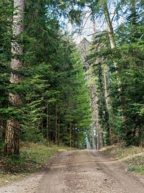 Orman Yolu Yeşil Orman boyunca Uzun Ağaçlar